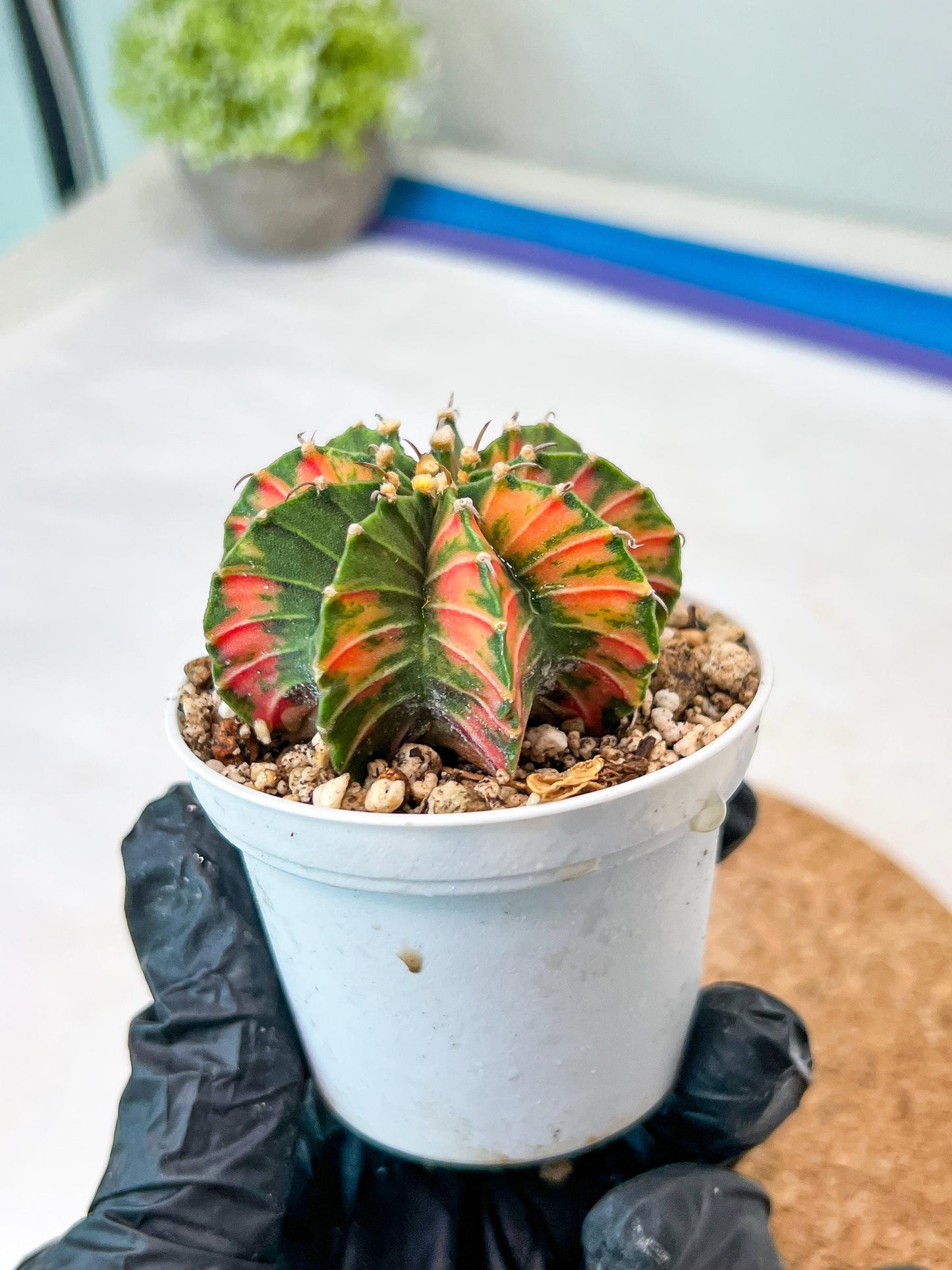 Gymnocalycium Mihanovichii Var (g3) (r2) | variegated cactus