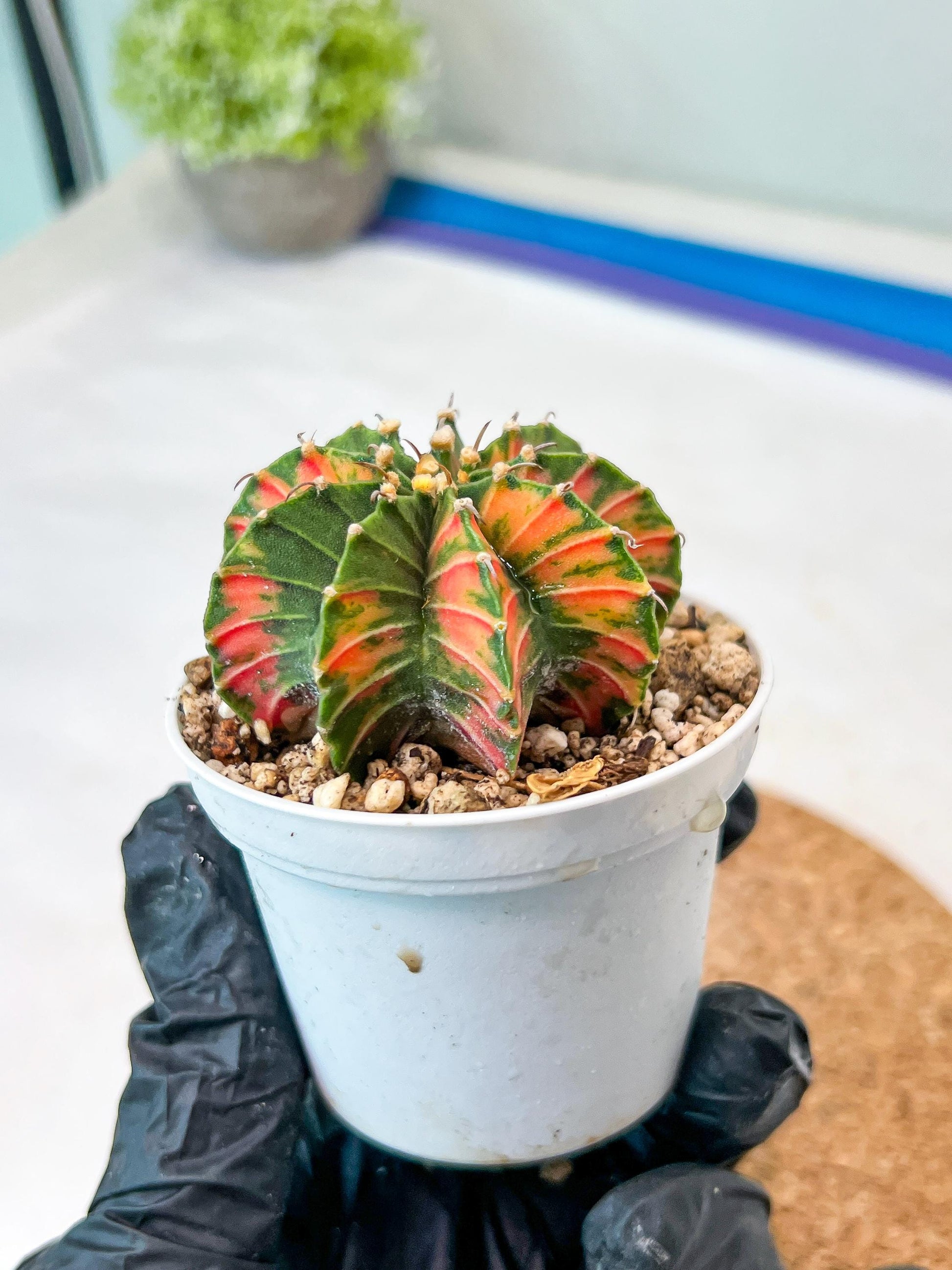 Gymnocalycium Mihanovichii Var (g3) (r2) | variegated cactus