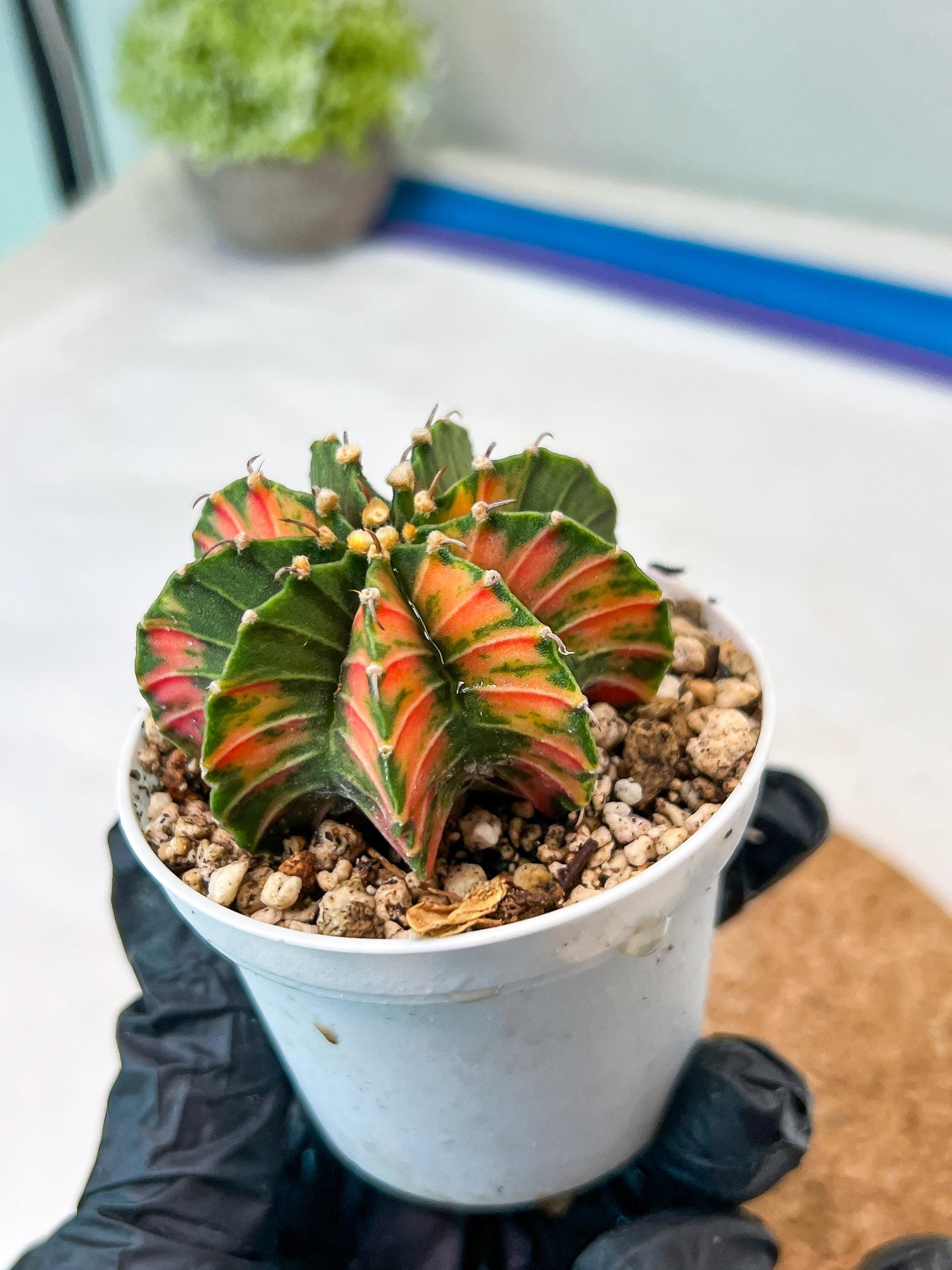 Gymnocalycium Mihanovichii Var (g3) (r2) | variegated cactus