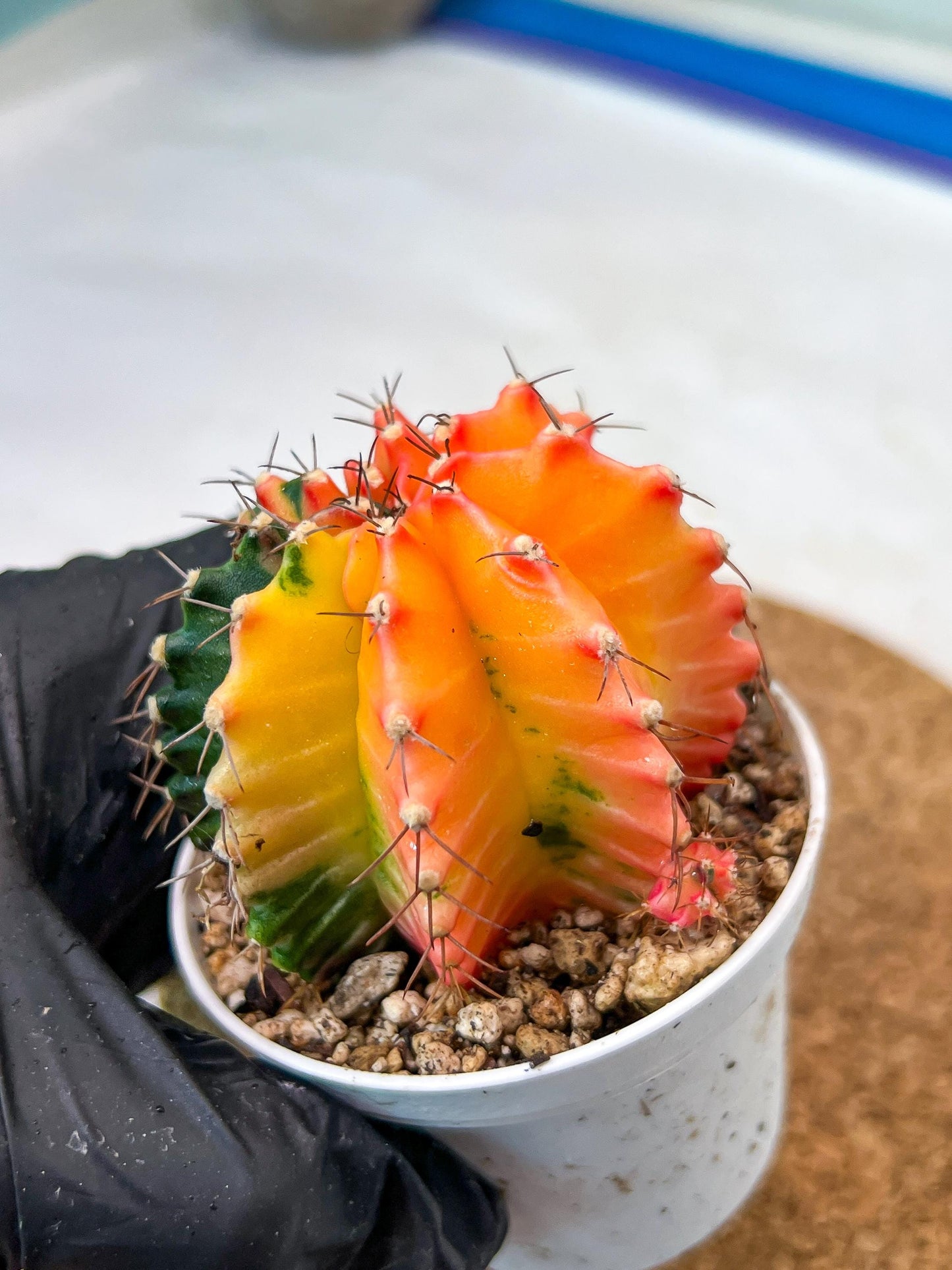 Gymnocalycium Mihanovichii Var (g3) (r3) | variegated cactus