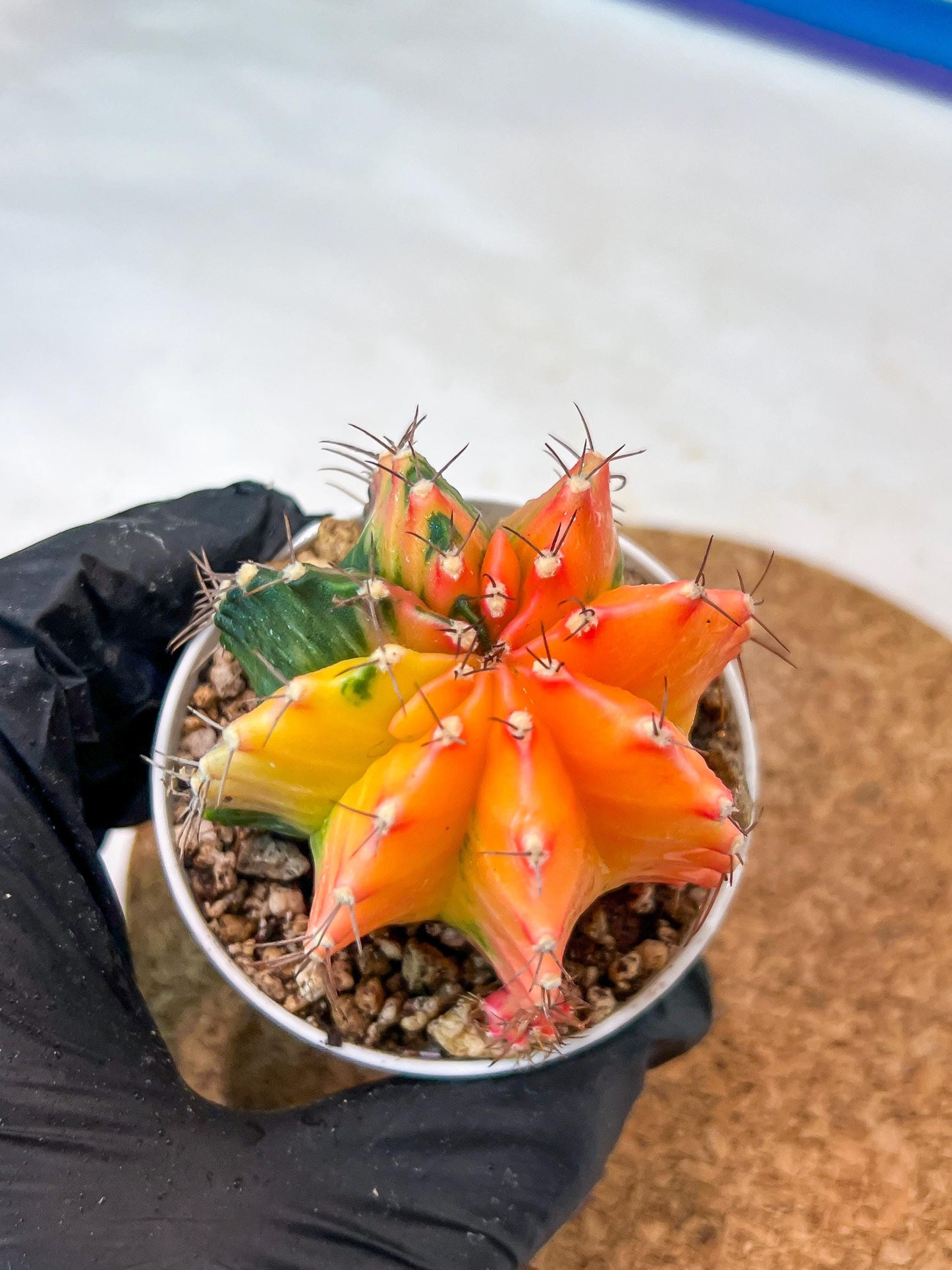 Gymnocalycium Mihanovichii Var (g3) (r3) | variegated cactus