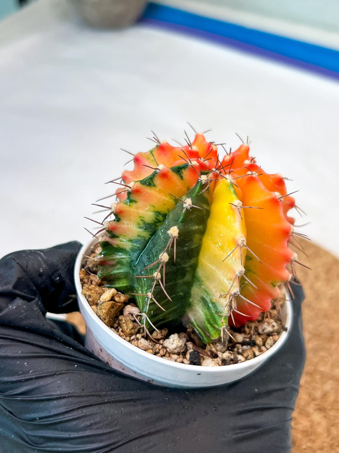 Gymnocalycium Mihanovichii Var (g3) (r3) | variegated cactus