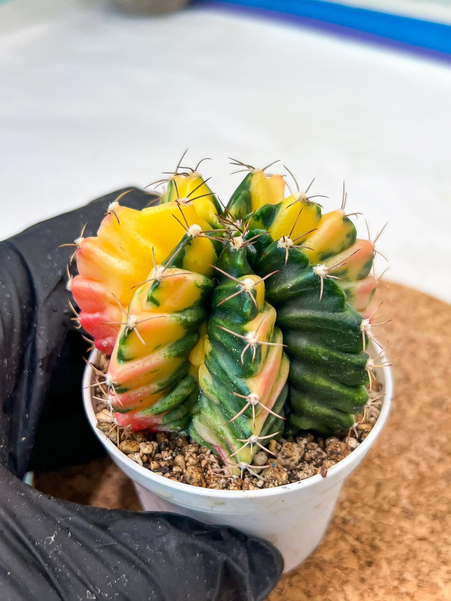 Gymnocalycium Mihanovichii Var (g3) (r4) | variegated cactus