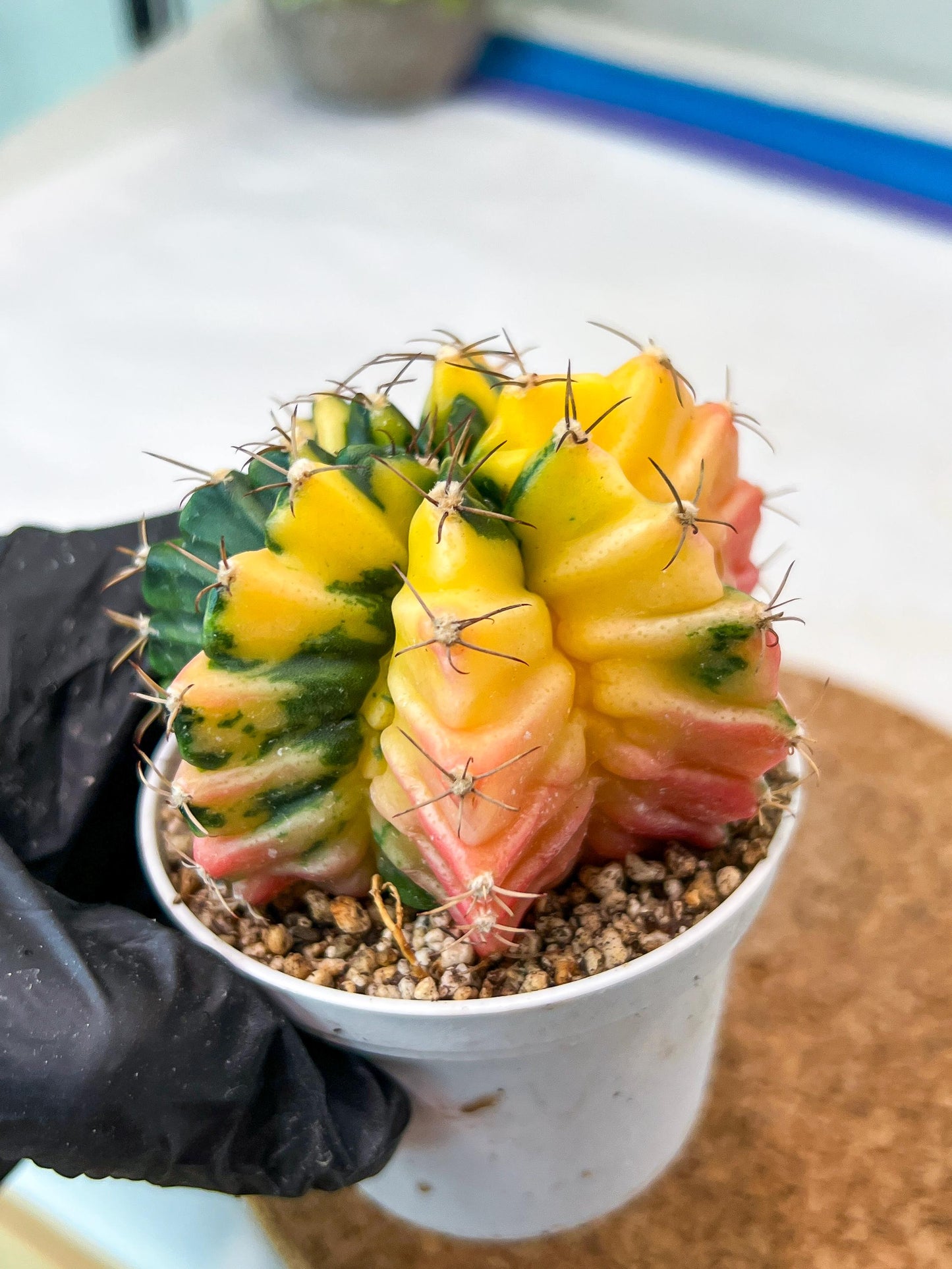 Gymnocalycium Mihanovichii Var (g3) (r4) | variegated cactus