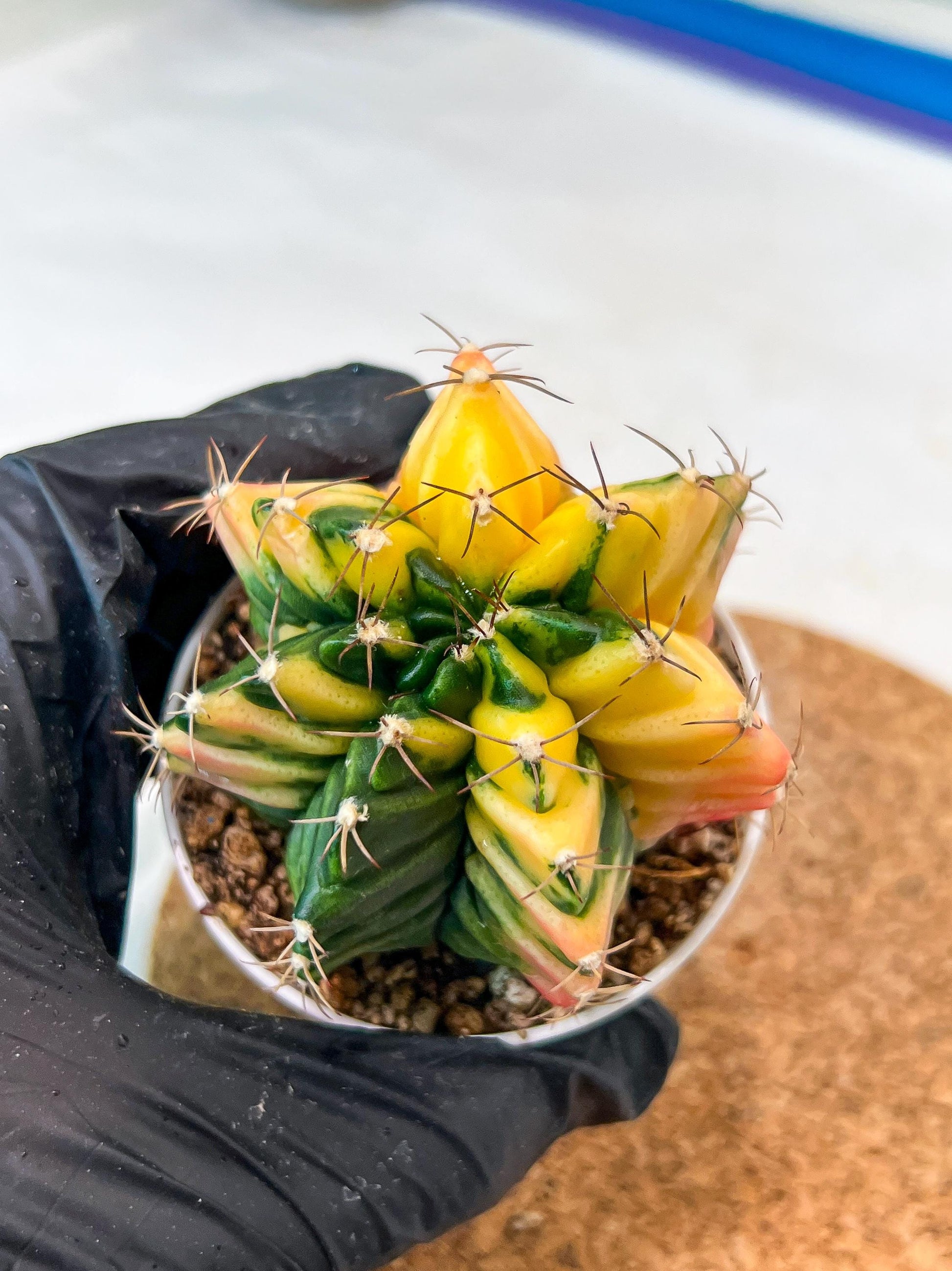 Gymnocalycium Mihanovichii Var (g3) (r4) | variegated cactus