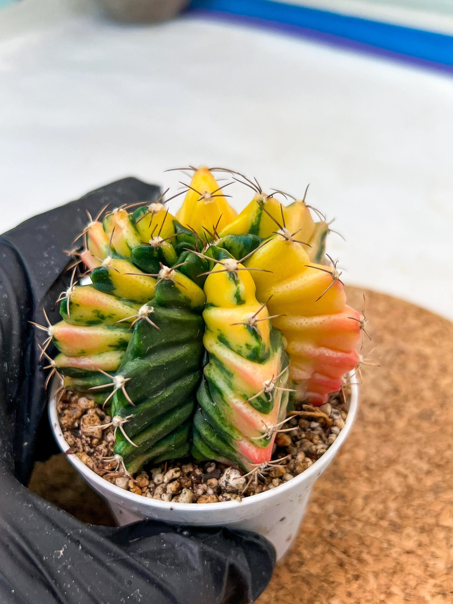 Gymnocalycium Mihanovichii Var (g3) (r4) | variegated cactus