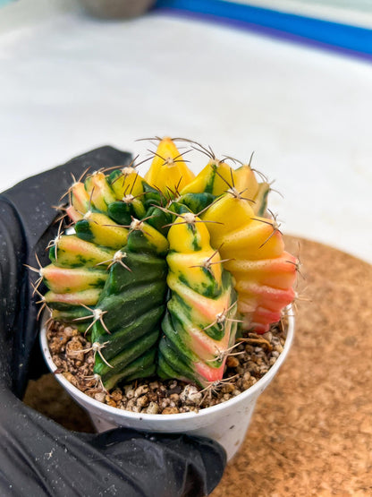 Gymnocalycium Mihanovichii Var (g3) (r4) | variegated cactus