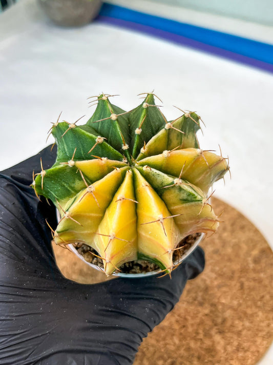 Gymnocalycium Mihanovichii Var (g3) (r5) | variegated cactus