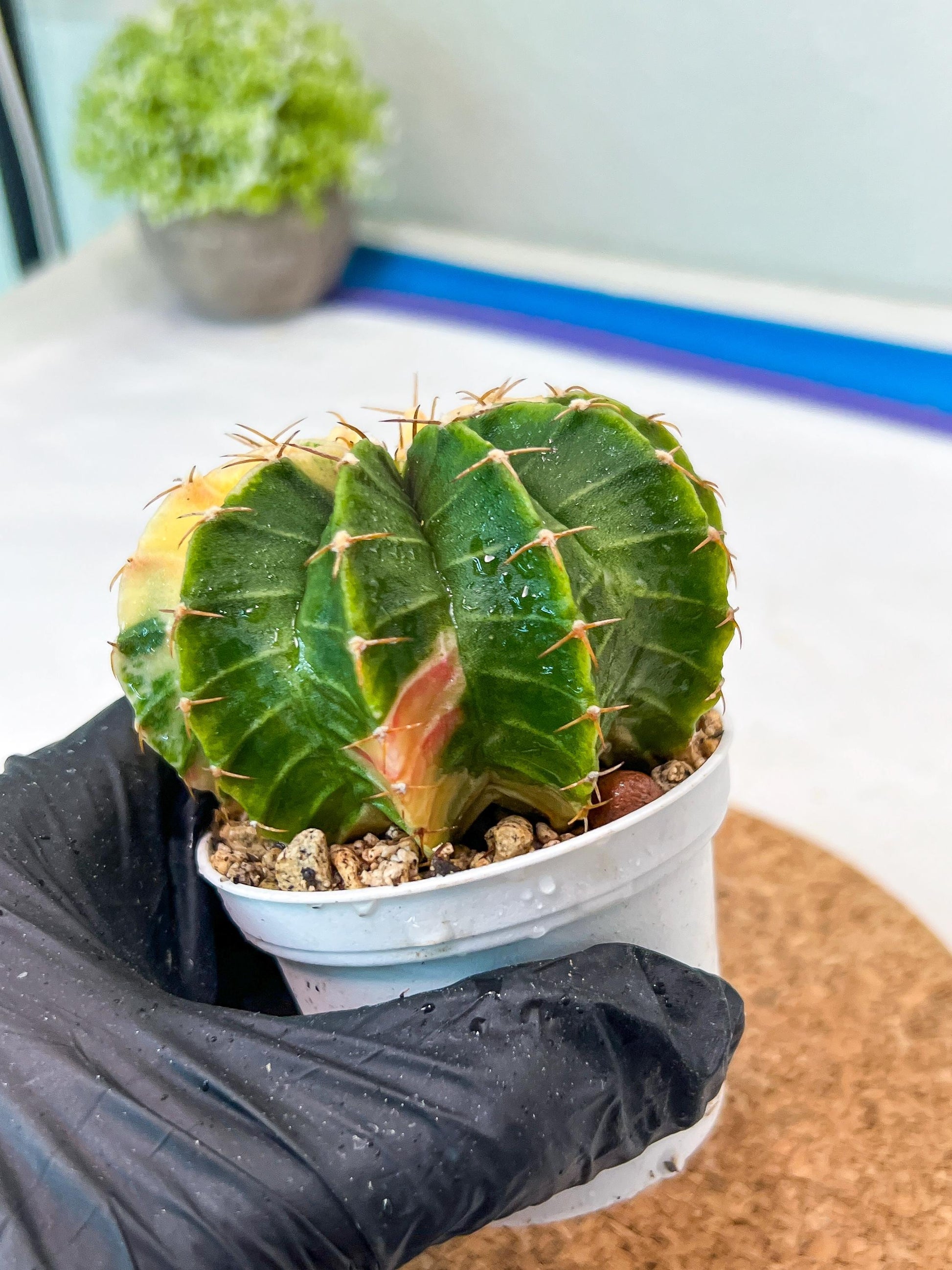 Gymnocalycium Mihanovichii Var (g3) (r5) | variegated cactus