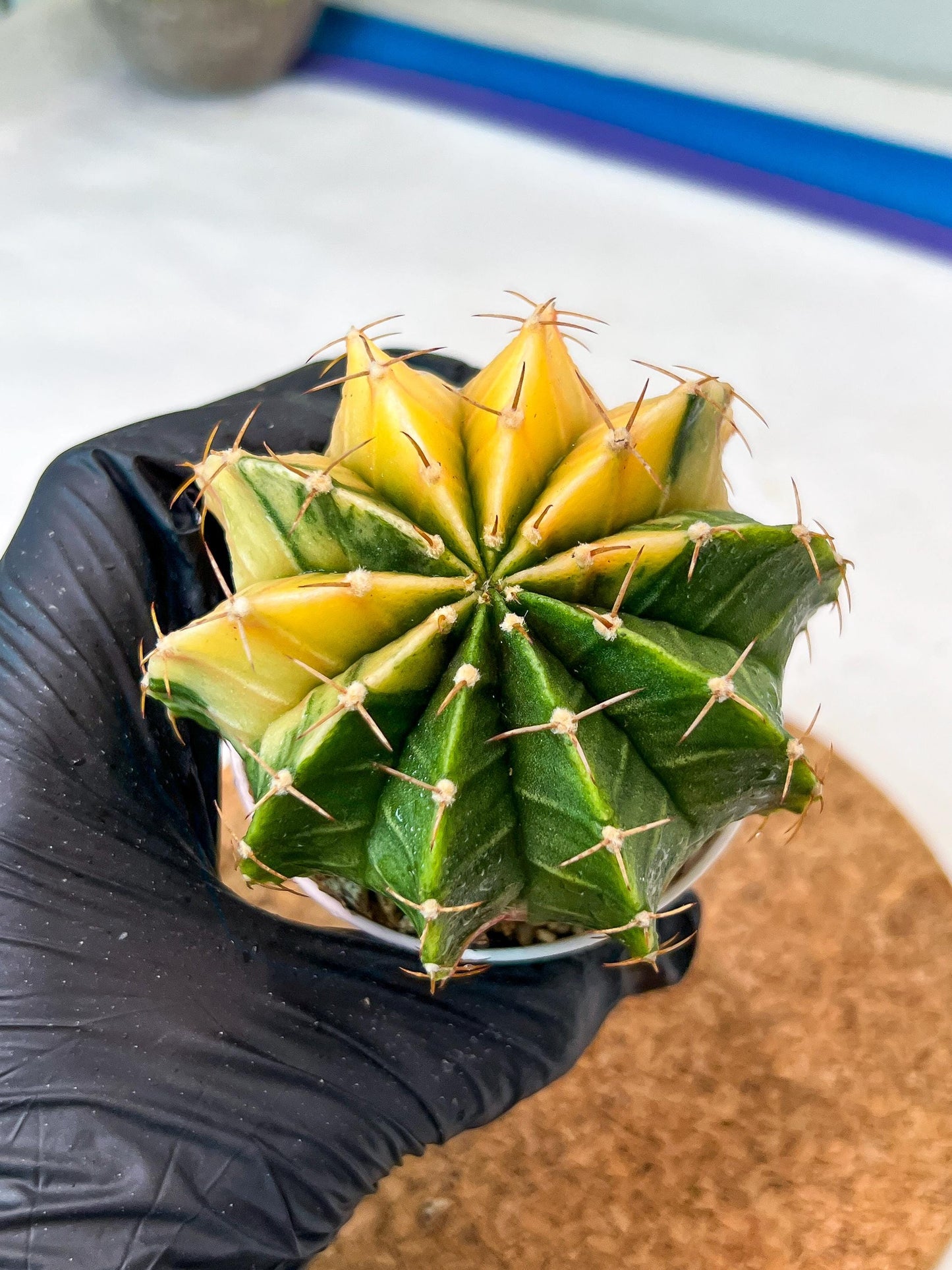 Gymnocalycium Mihanovichii Var (g3) (r5) | variegated cactus