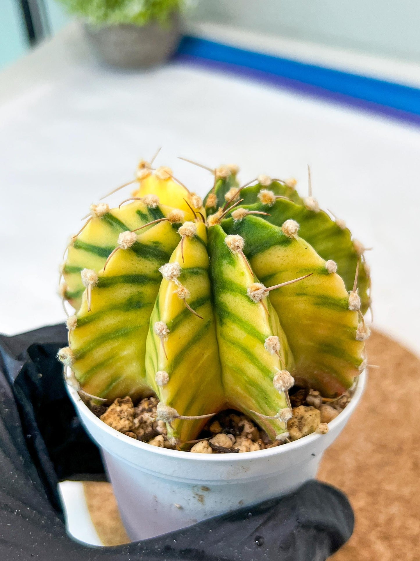 Gymnocalycium Mihanovichii Var (g3) (r6) | variegated cactus
