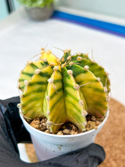 Gymnocalycium Mihanovichii Var (g3) (r6) | variegated cactus