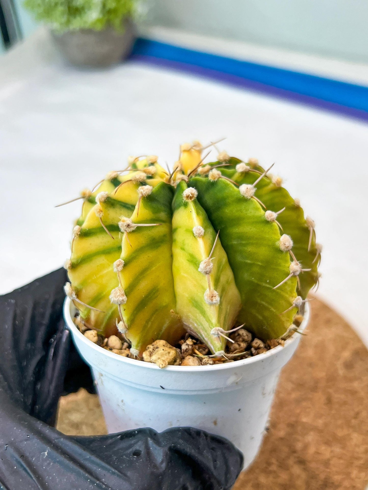 Gymnocalycium Mihanovichii Var (g3) (r6) | variegated cactus
