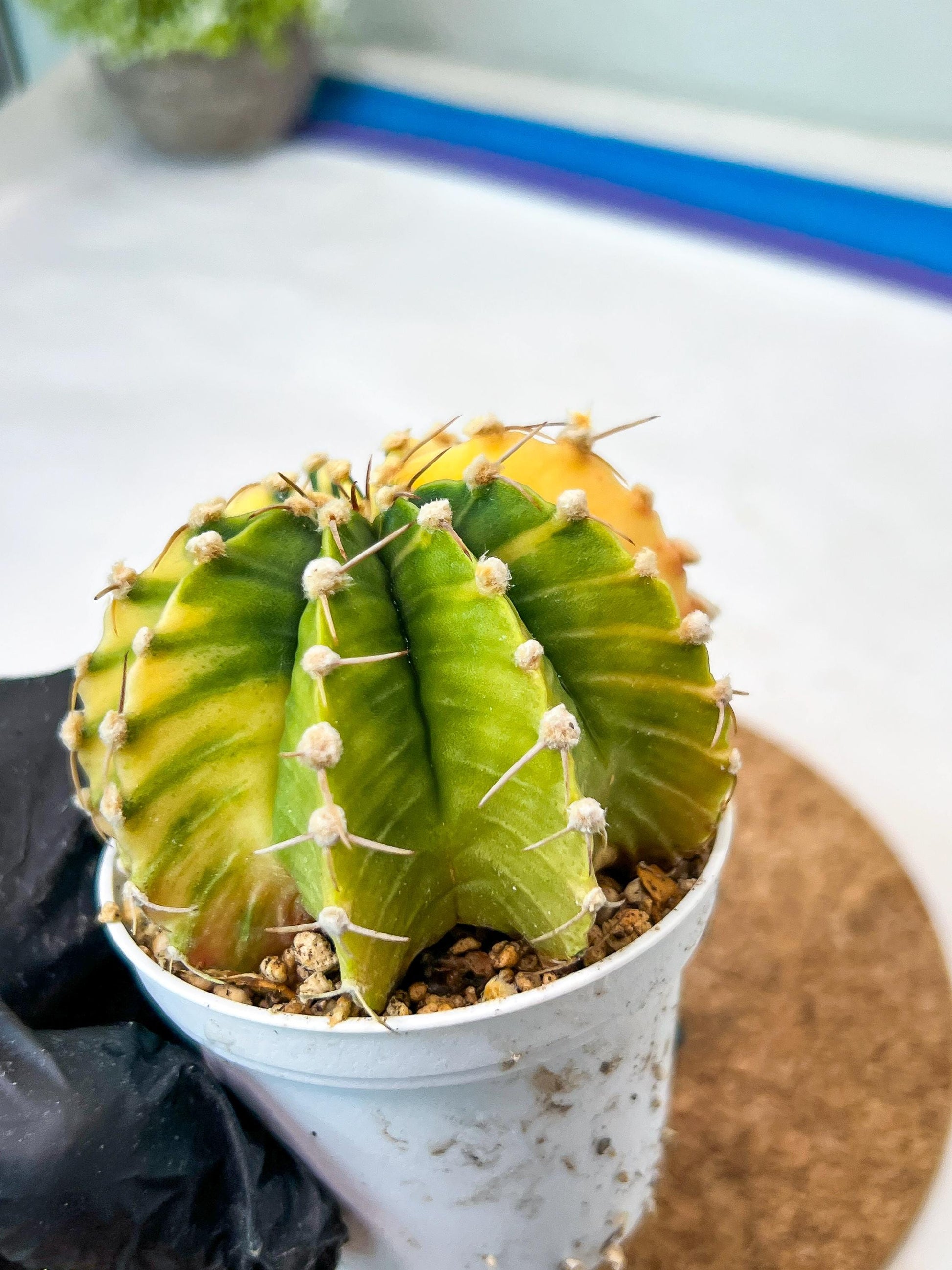 Gymnocalycium Mihanovichii Var (g3) (r6) | variegated cactus