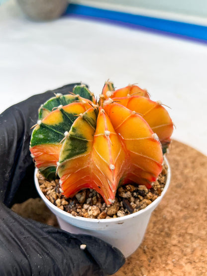 Gymnocalycium Mihanovichii Var (g3) (r7) | variegated cactus