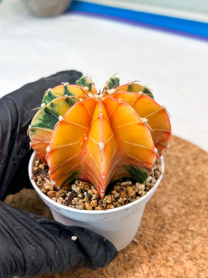 Gymnocalycium Mihanovichii Var (g3) (r7) | variegated cactus