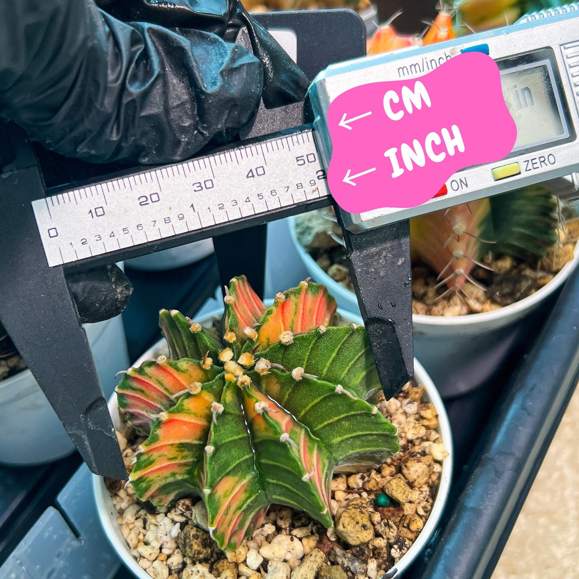 Gymnocalycium Mihanovichii Var (g3) (r2) | variegated cactus