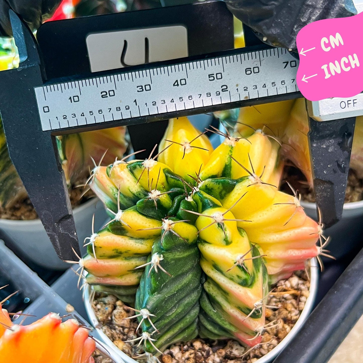 Gymnocalycium Mihanovichii Var (g3) (r4) | variegated cactus