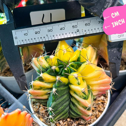 Gymnocalycium Mihanovichii Var (g3) (r4) | variegated cactus