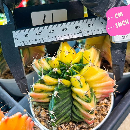 Gymnocalycium Mihanovichii Var (g3) (r4) | variegated cactus