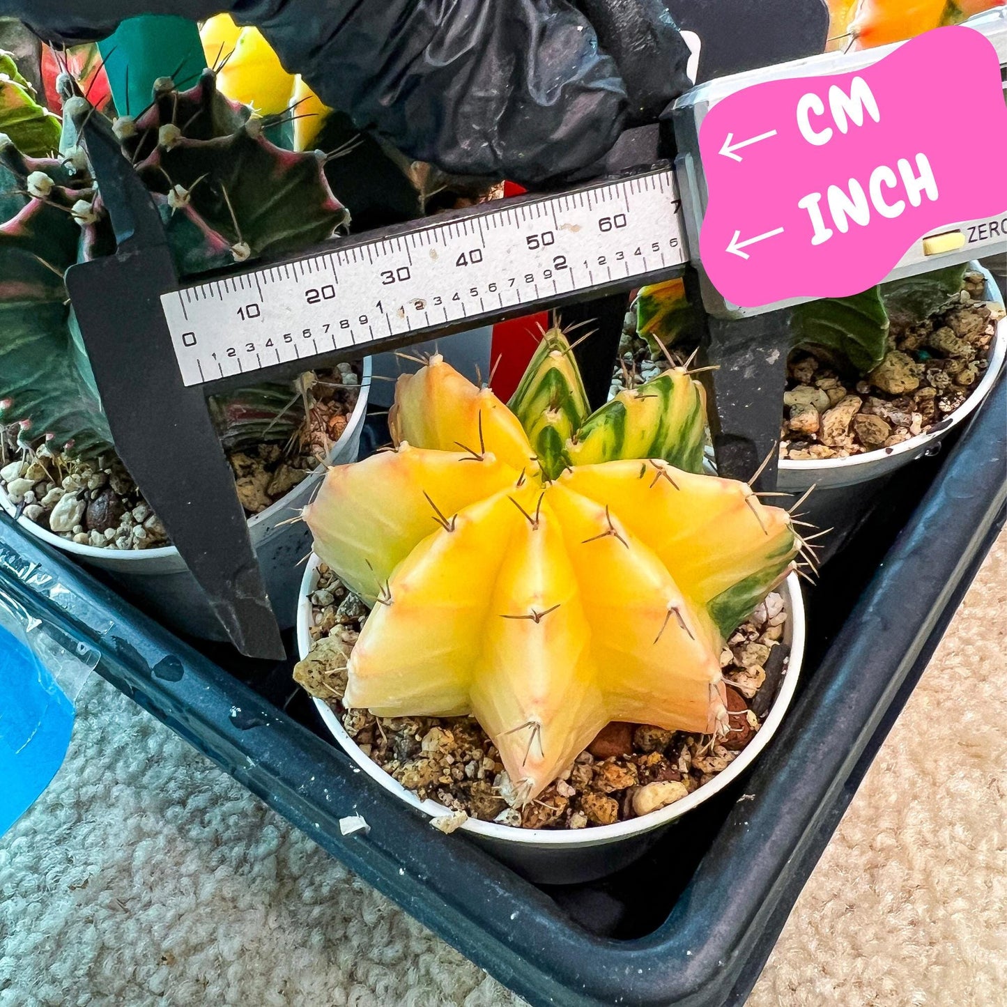 Gymnocalycium Mihanovichii Var (g3) (r1) | variegated cactus