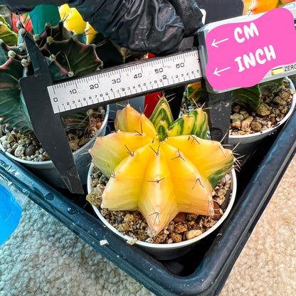 Gymnocalycium Mihanovichii Var (g3) (r1) | variegated cactus