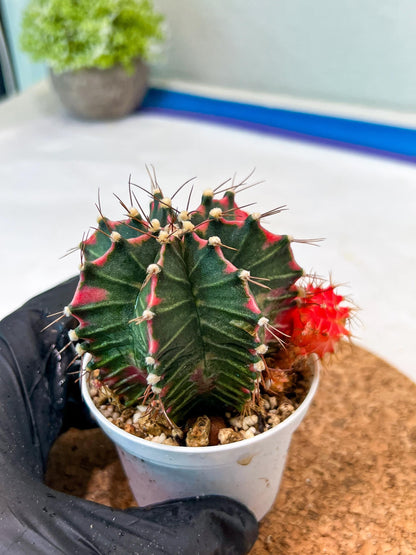 Gymnocalycium Mihanovichii Var (g3) (g1) | variegated cactus