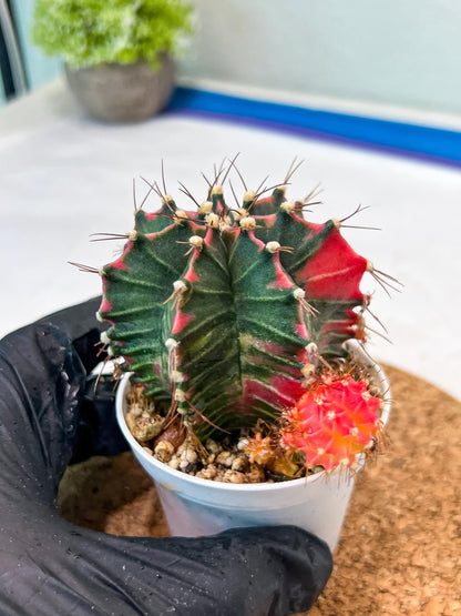 Gymnocalycium Mihanovichii Var (g3) (g1) | variegated cactus