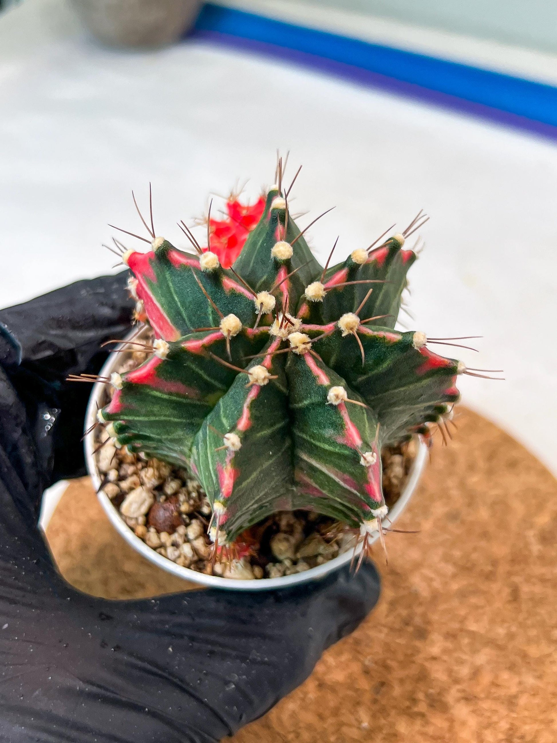 Gymnocalycium Mihanovichii Var (g3) (g1) | variegated cactus