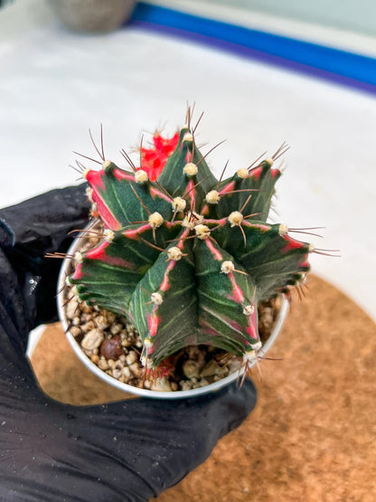 Gymnocalycium Mihanovichii Var (g3) (g1) | variegated cactus
