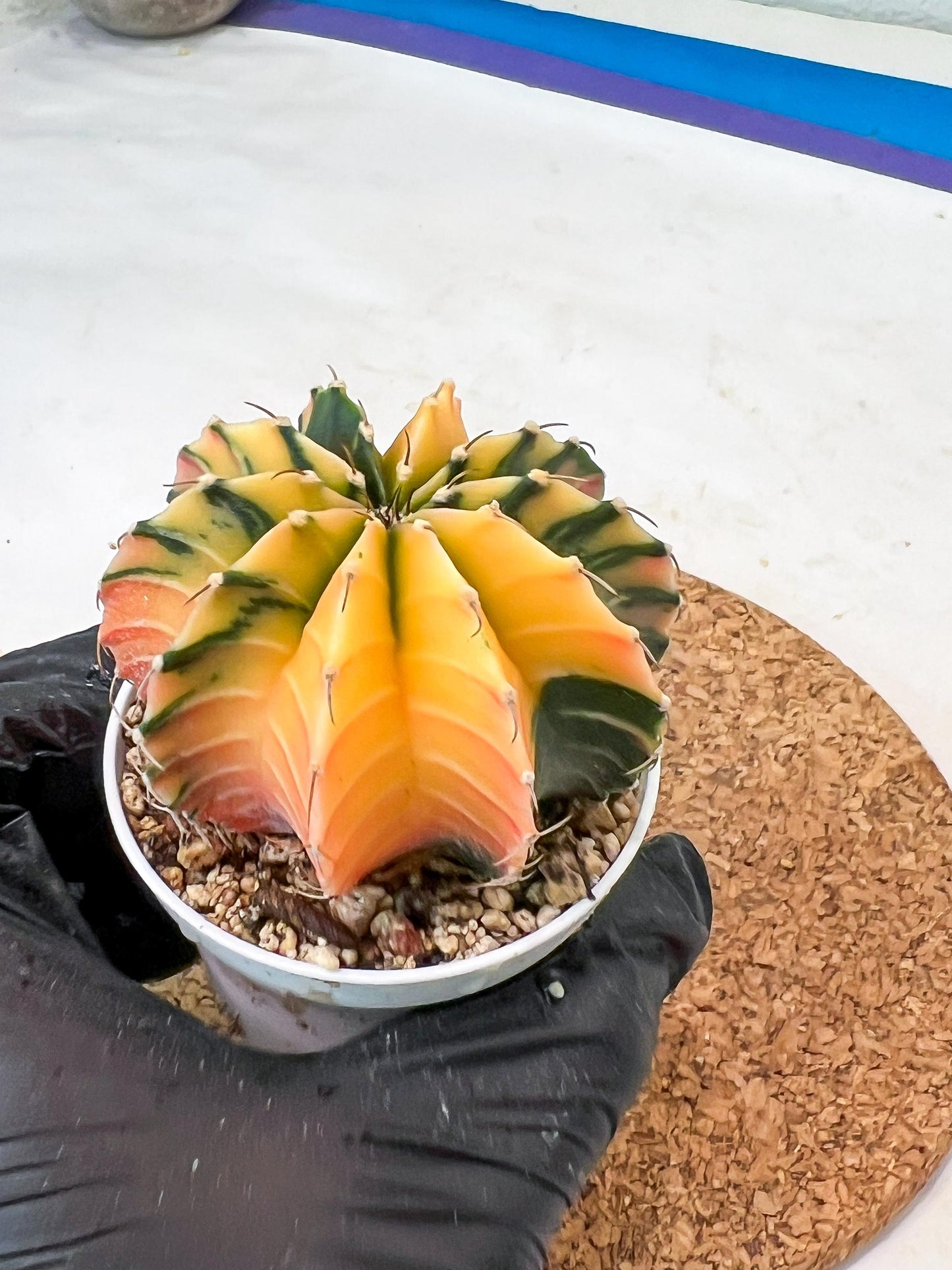 Gymnocalycium Mihanovichii Var (g3) (g2) | variegated cactus