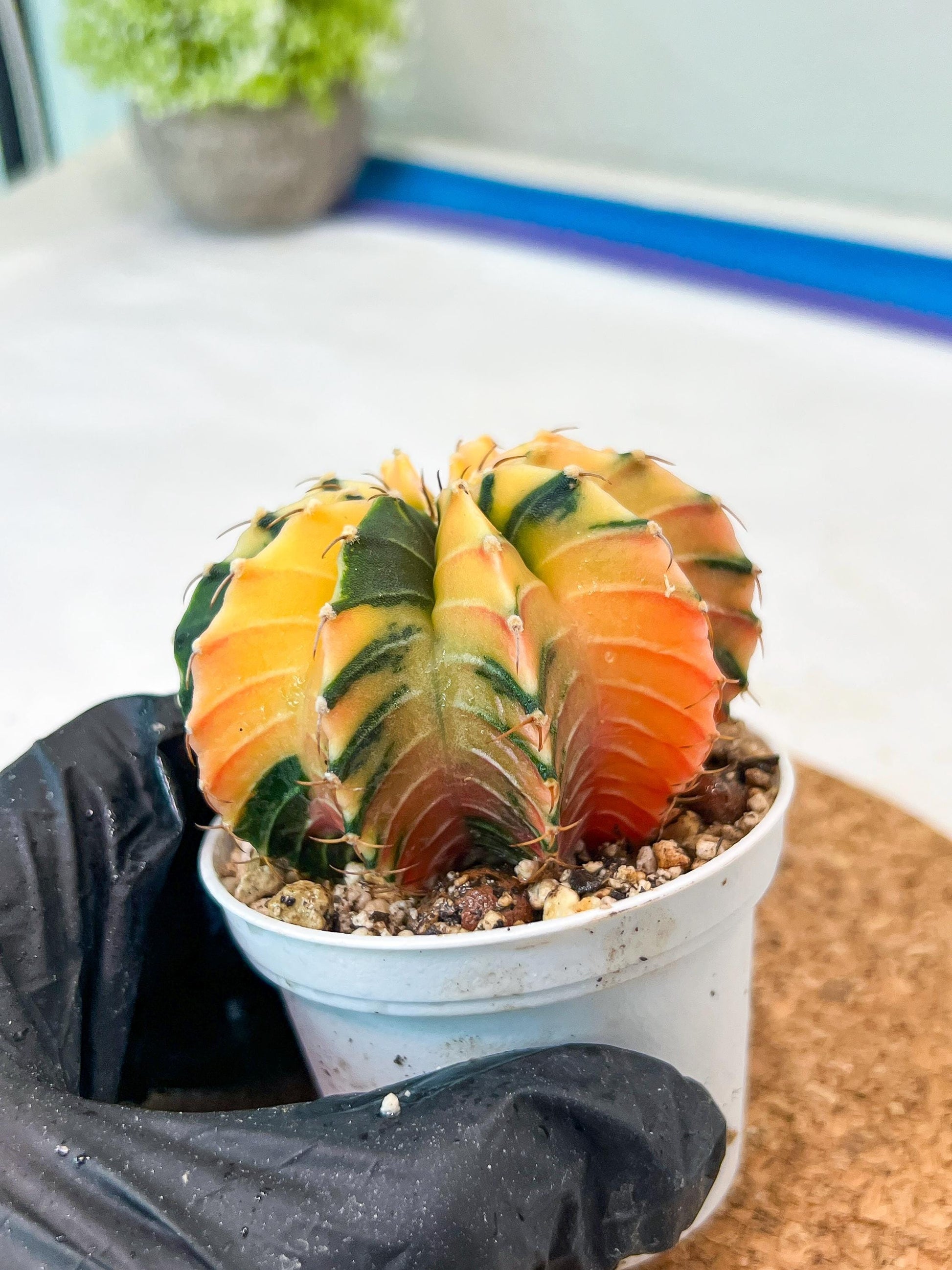 Gymnocalycium Mihanovichii Var (g3) (g2) | variegated cactus