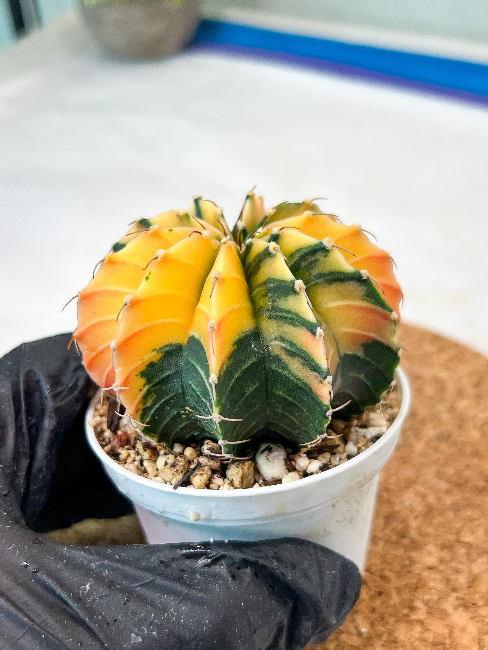 Gymnocalycium Mihanovichii Var (g3) (g2) | variegated cactus