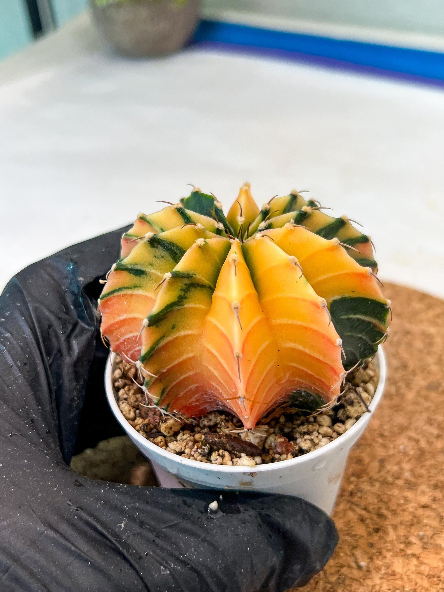 Gymnocalycium Mihanovichii Var (g3) (g2) | variegated cactus