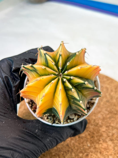Gymnocalycium Mihanovichii Var (g3) (g2) | variegated cactus