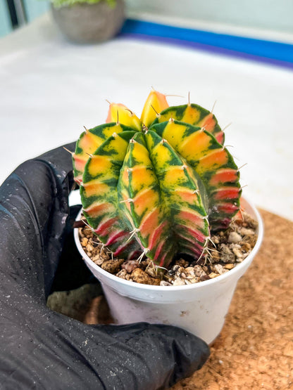Gymnocalycium Mihanovichii Var (g3) (g3) | variegated cactus