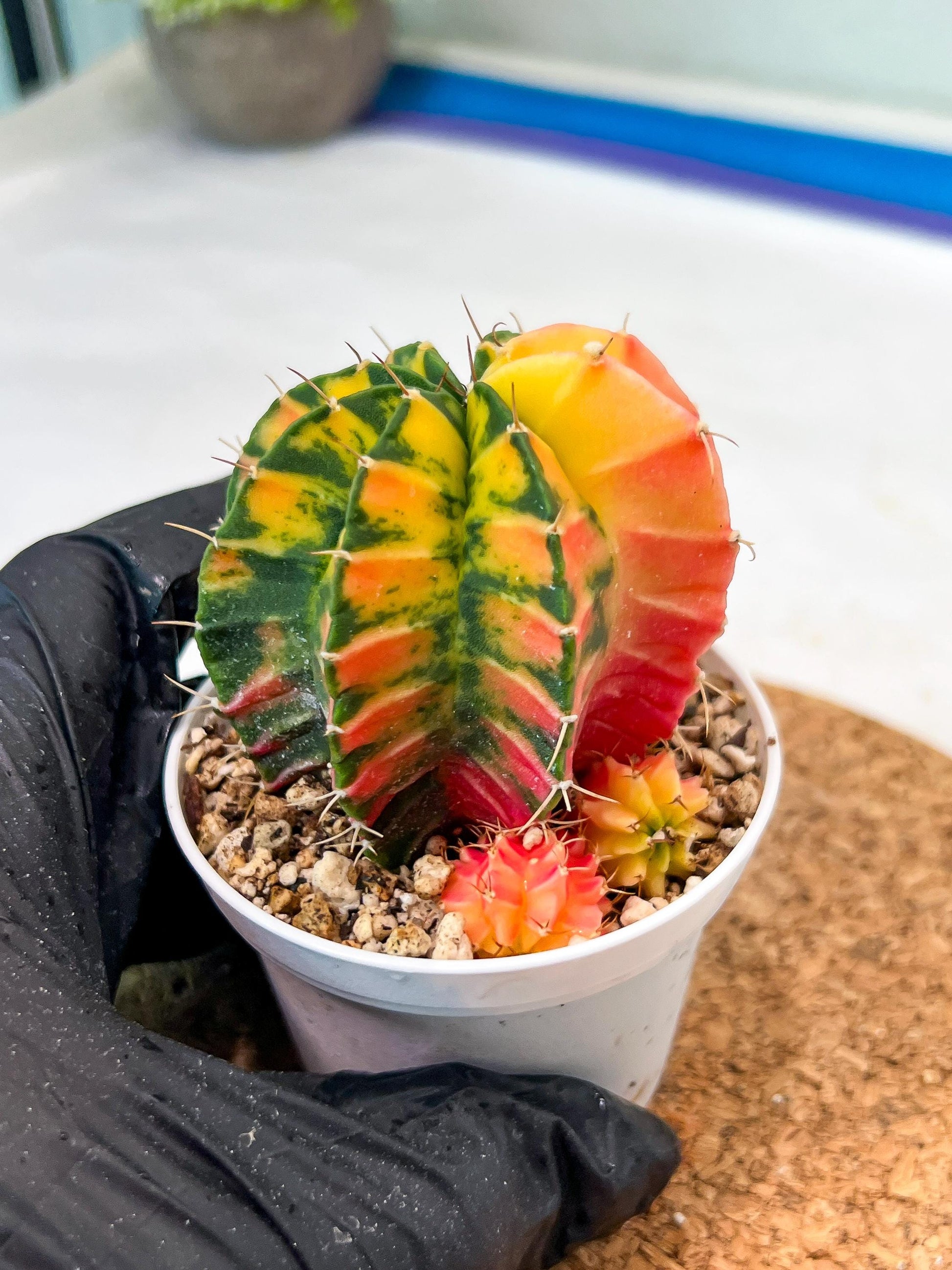 Gymnocalycium Mihanovichii Var (g3) (g3) | variegated cactus