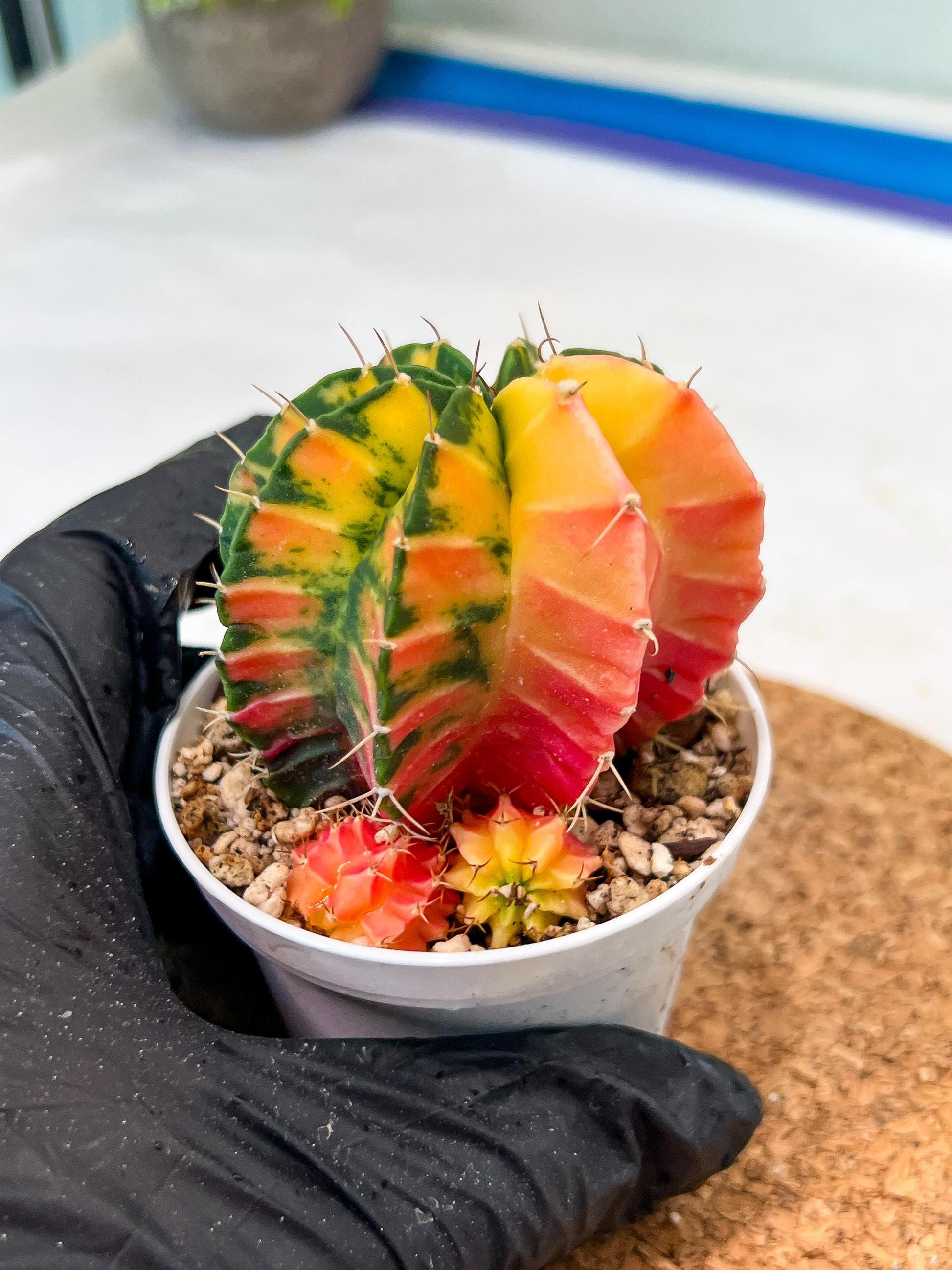 Gymnocalycium Mihanovichii Var (g3) (g3) | variegated cactus