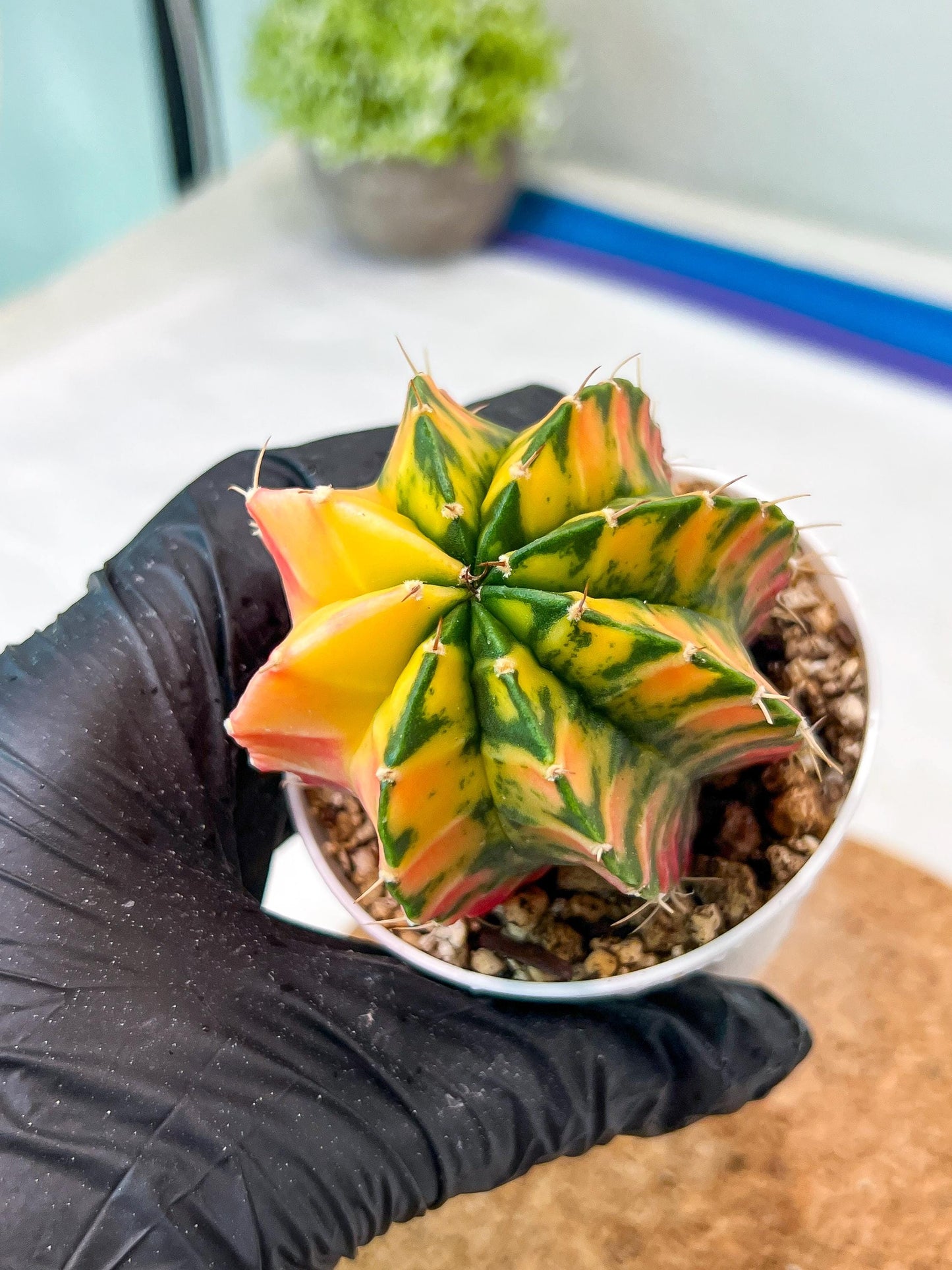 Gymnocalycium Mihanovichii Var (g3) (g3) | variegated cactus