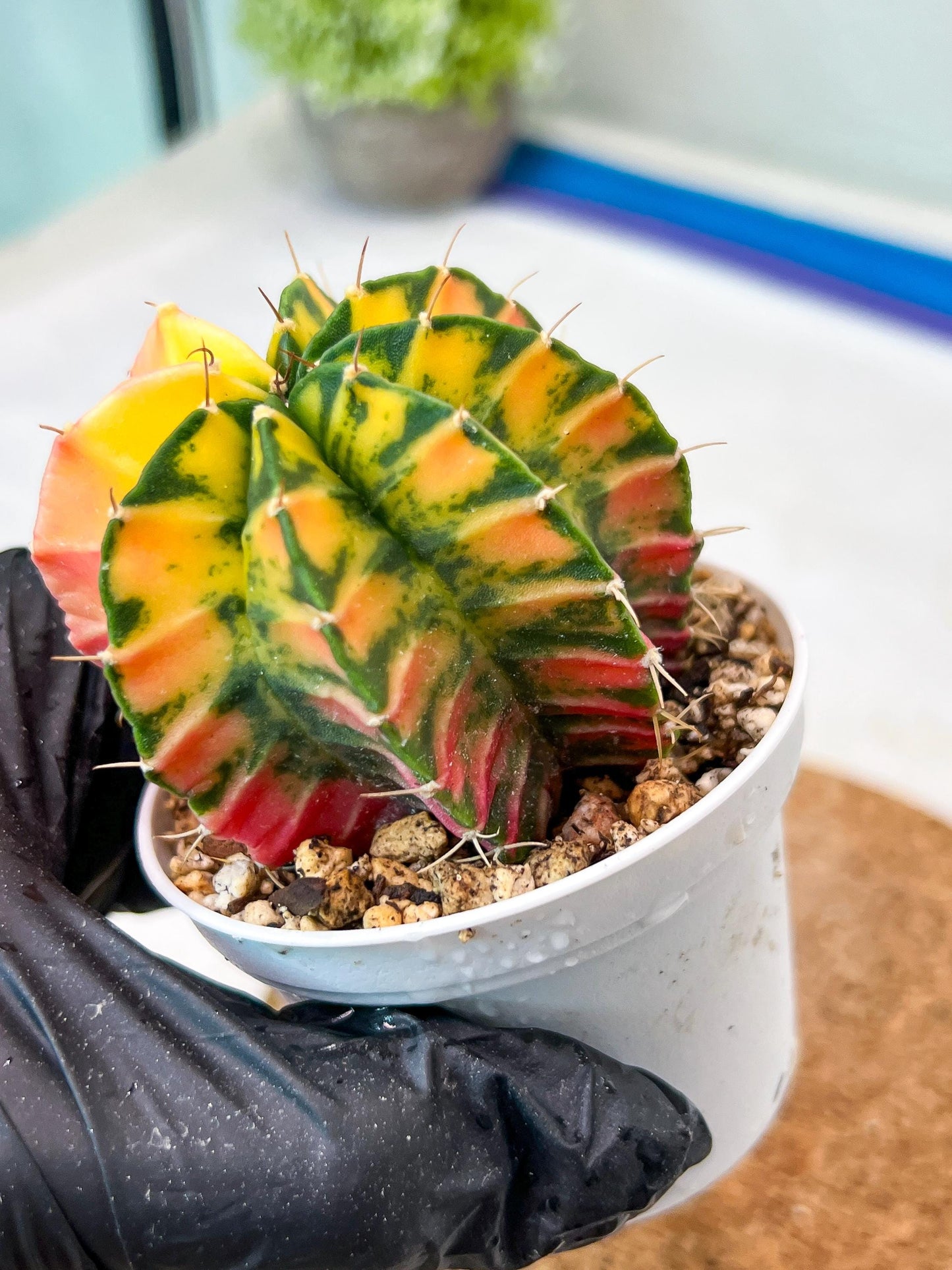 Gymnocalycium Mihanovichii Var (g3) (g3) | variegated cactus