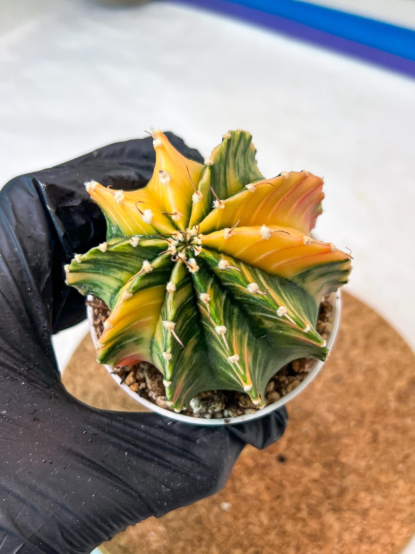 Gymnocalycium Mihanovichii Var (g3) (g4) | variegated cactus
