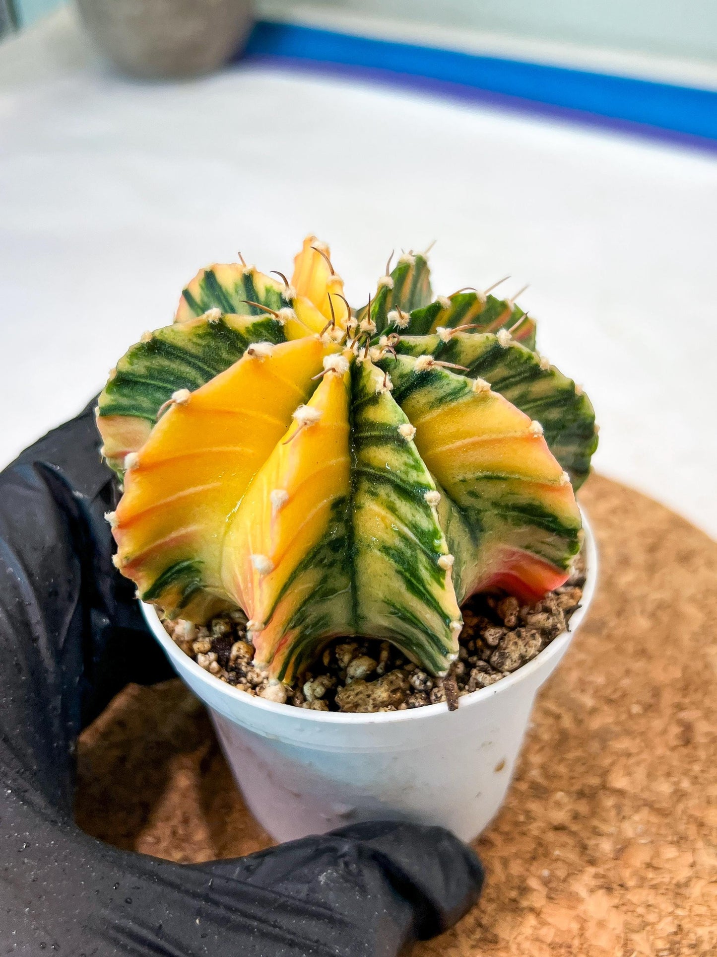 Gymnocalycium Mihanovichii Var (g3) (g4) | variegated cactus