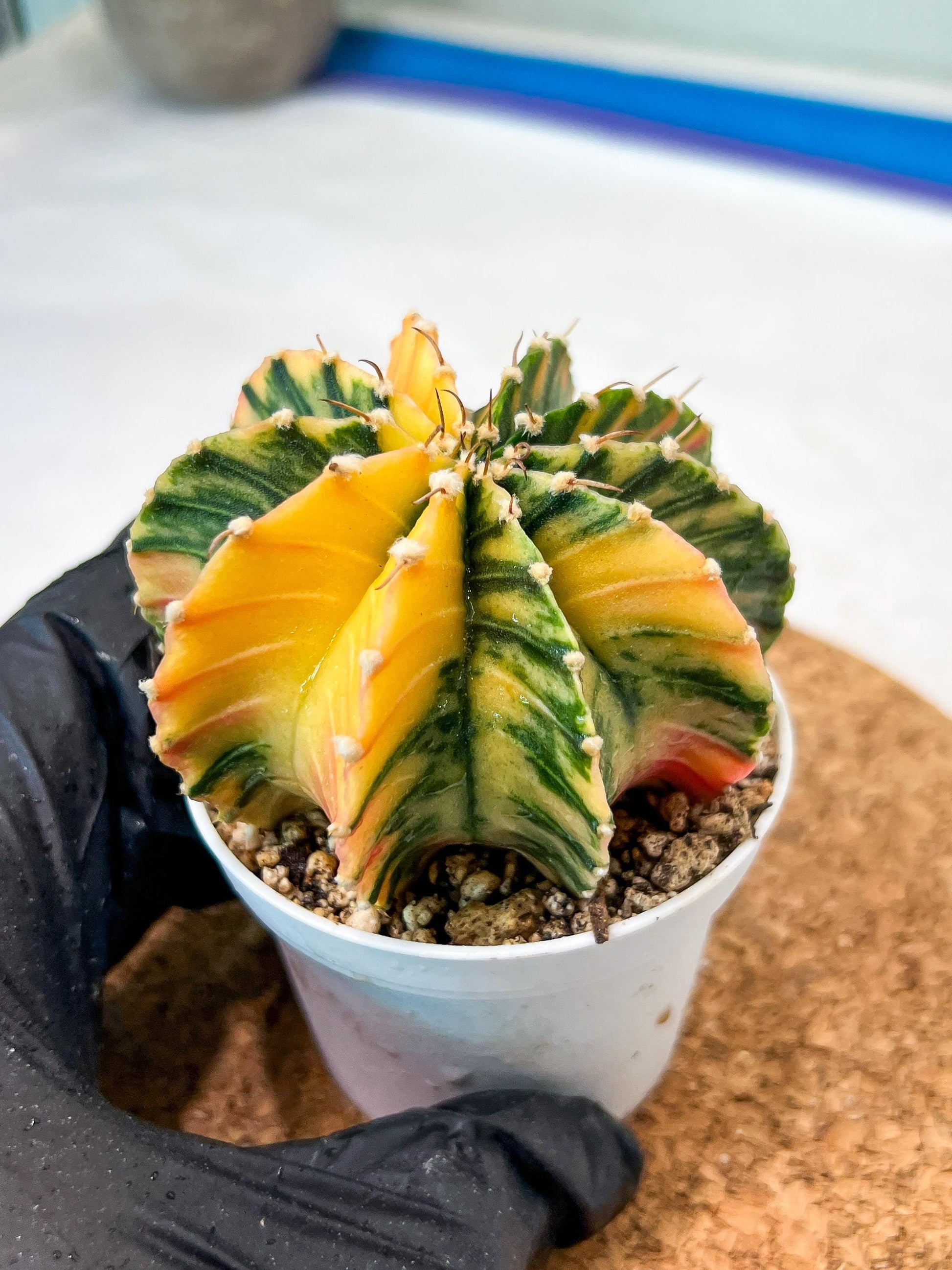 Gymnocalycium Mihanovichii Var (g3) (g4) | variegated cactus