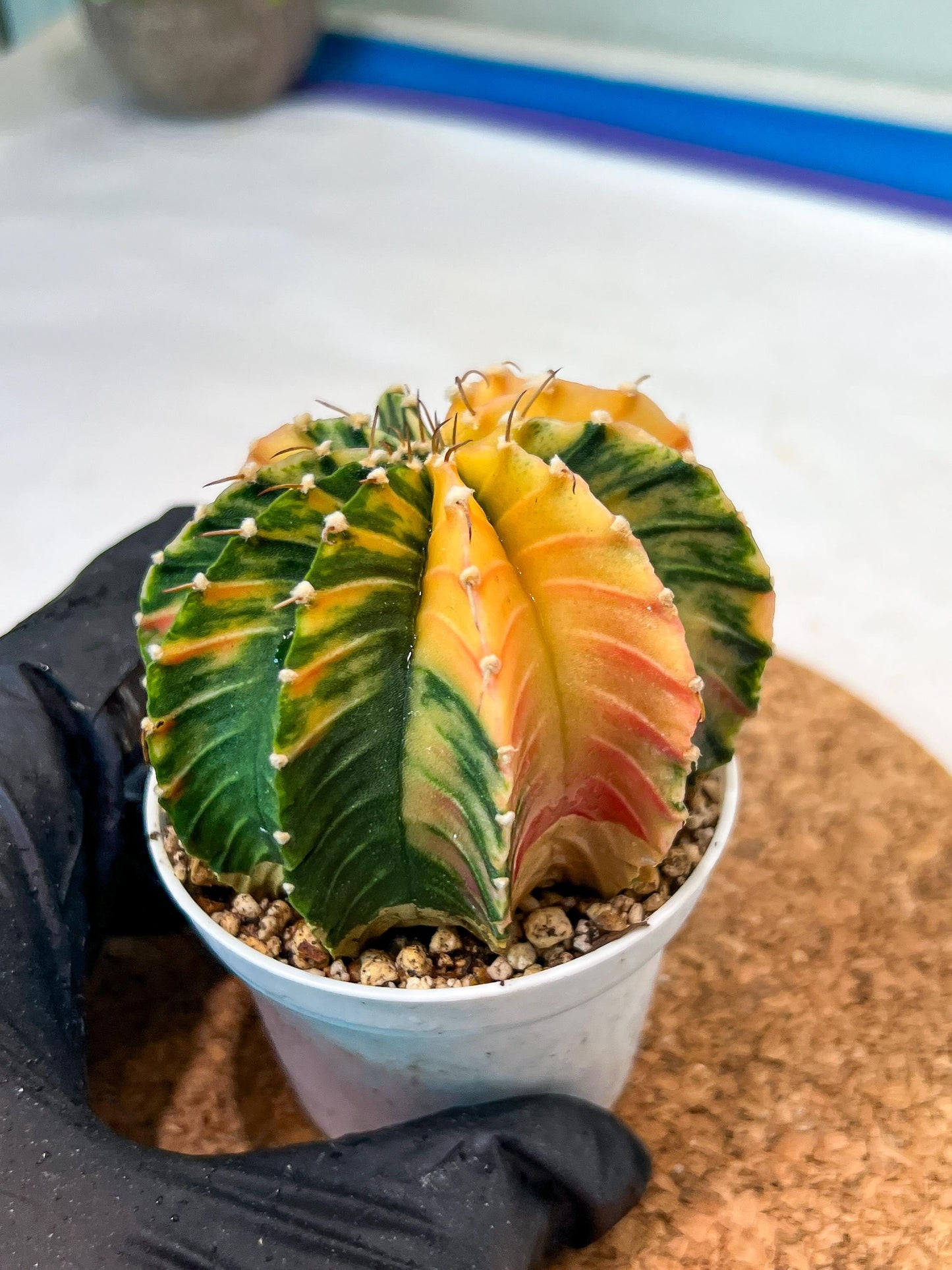 Gymnocalycium Mihanovichii Var (g3) (g4) | variegated cactus