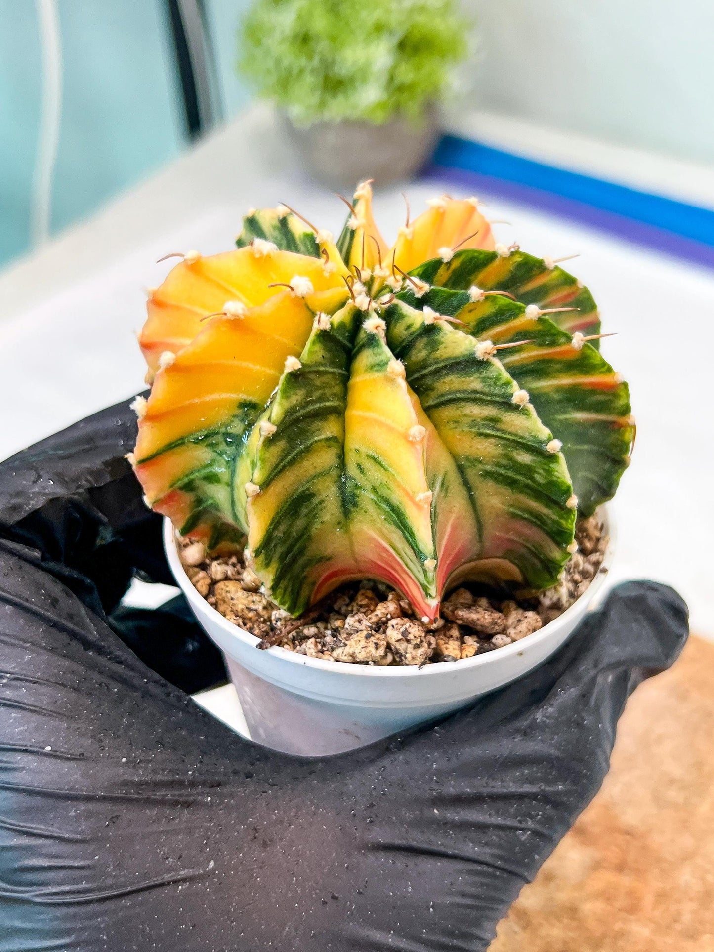 Gymnocalycium Mihanovichii Var (g3) (g4) | variegated cactus