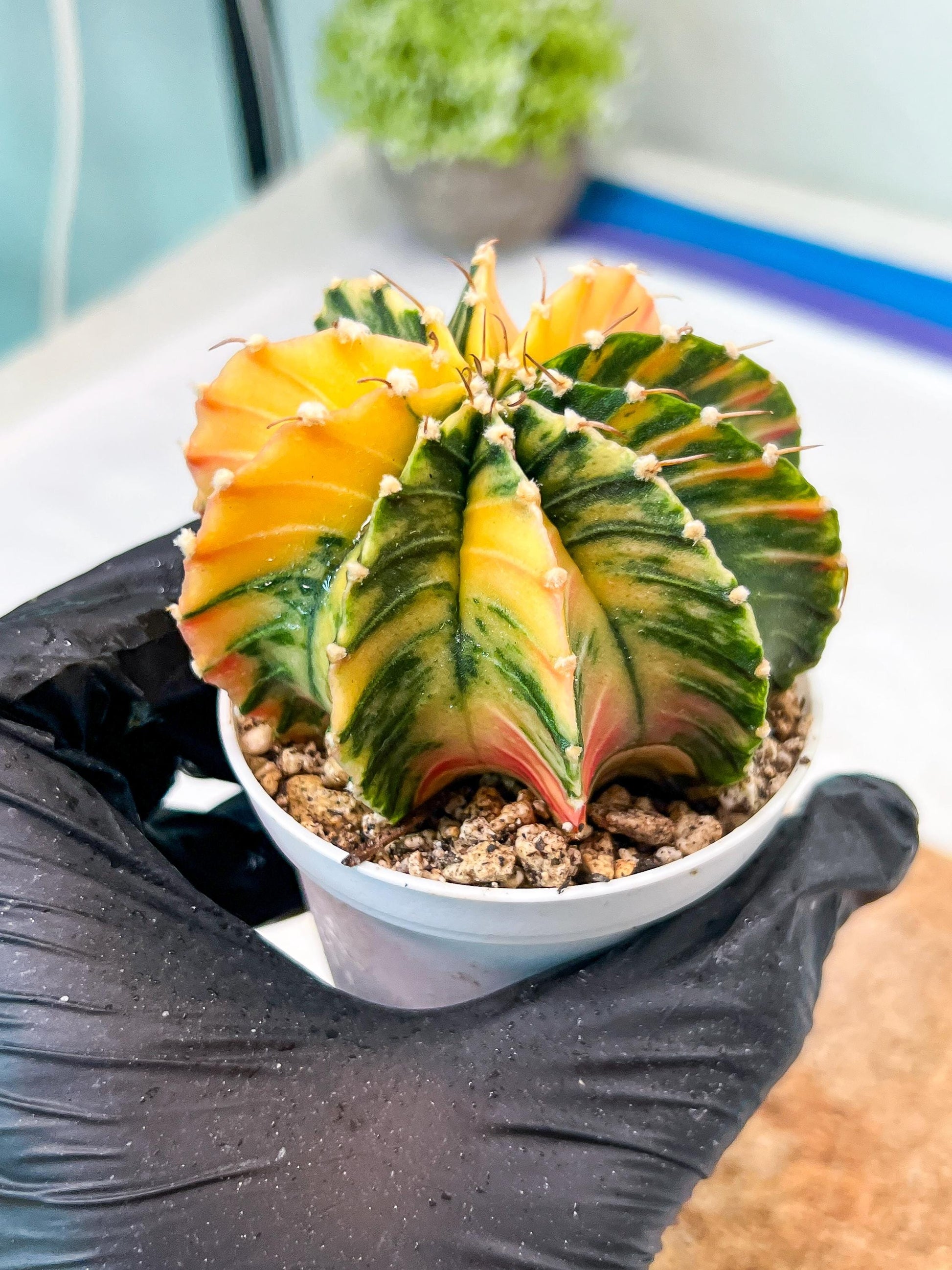 Gymnocalycium Mihanovichii Var (g3) (g4) | variegated cactus