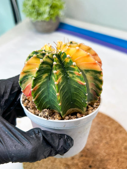 Gymnocalycium Mihanovichii Var (g3) (g4) | variegated cactus