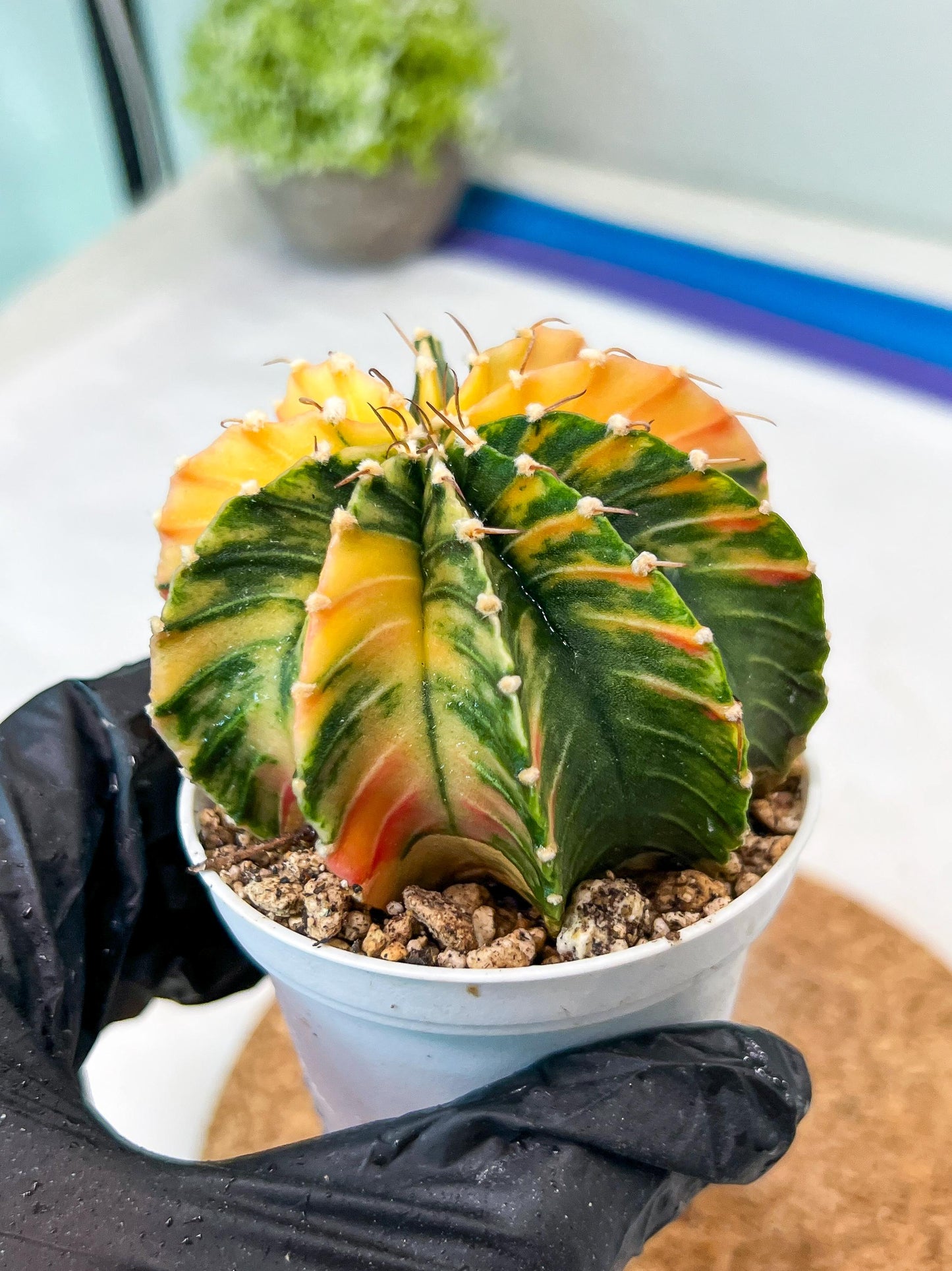 Gymnocalycium Mihanovichii Var (g3) (g4) | variegated cactus