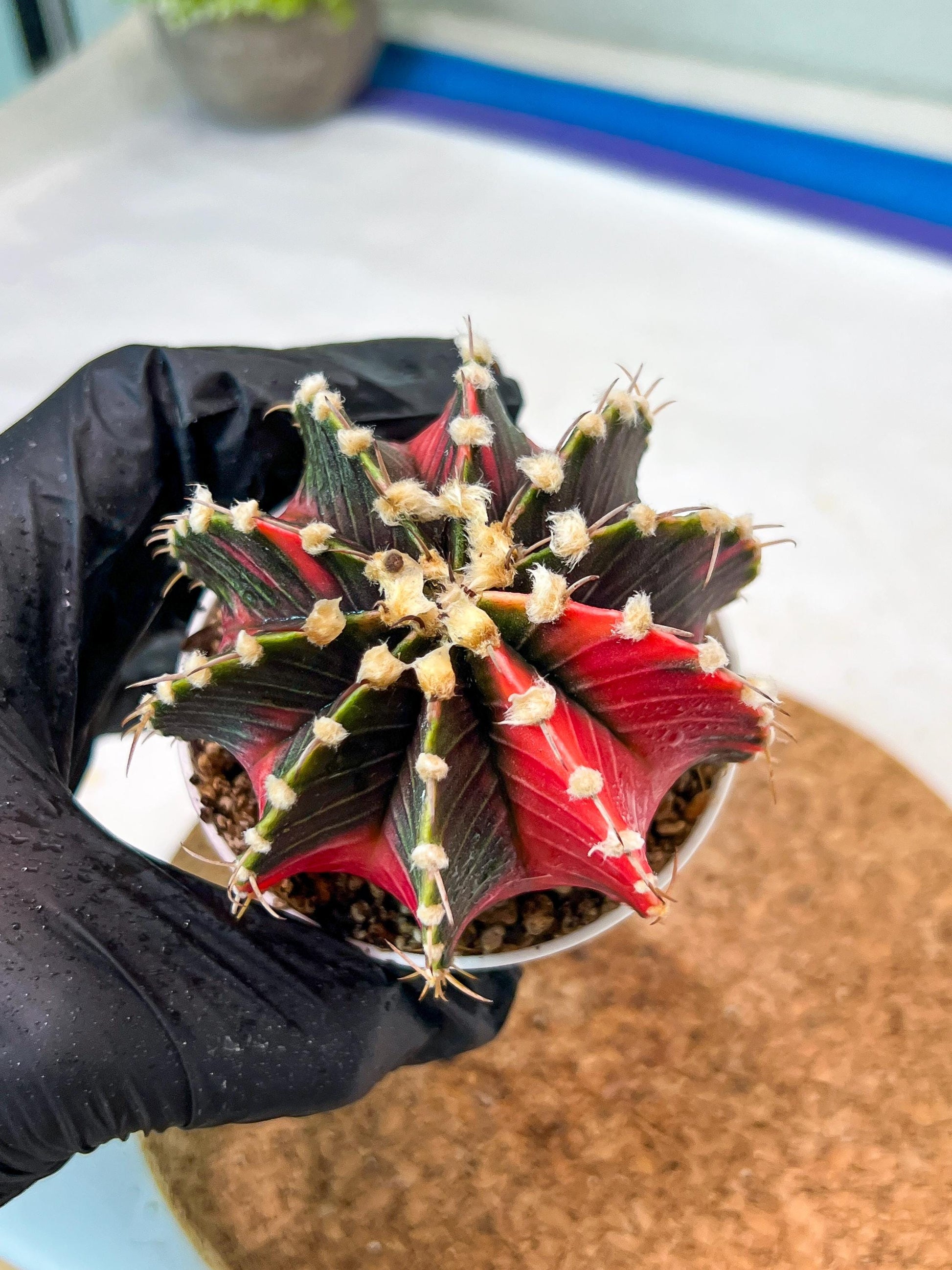 Gymnocalycium Mihanovichii Var (g3) (g5) | variegated cactus