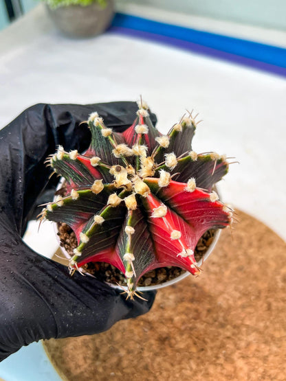 Gymnocalycium Mihanovichii Var (g3) (g5) | variegated cactus